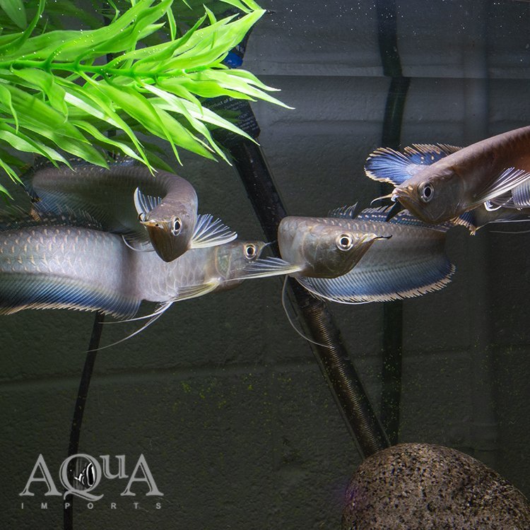 Black / Blue Arowana (Osteoglossum ferreirai) - Image 2