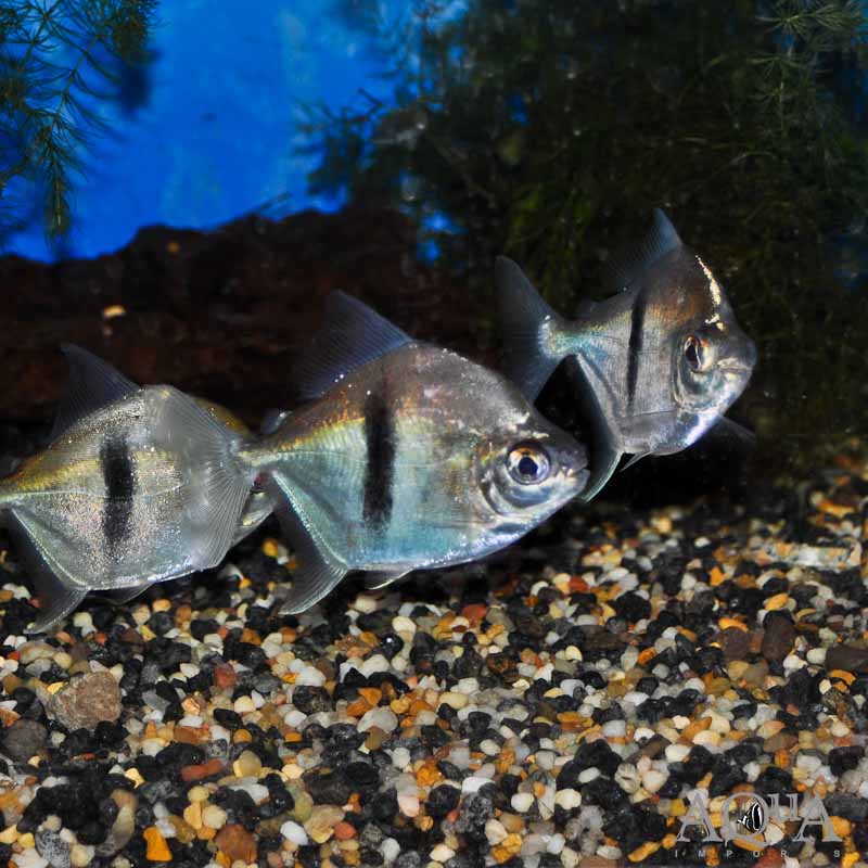 Black-barred Myleus (Myleus schomburgkii)