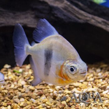 Black-barred Myleus (Myleus schomburgkii)