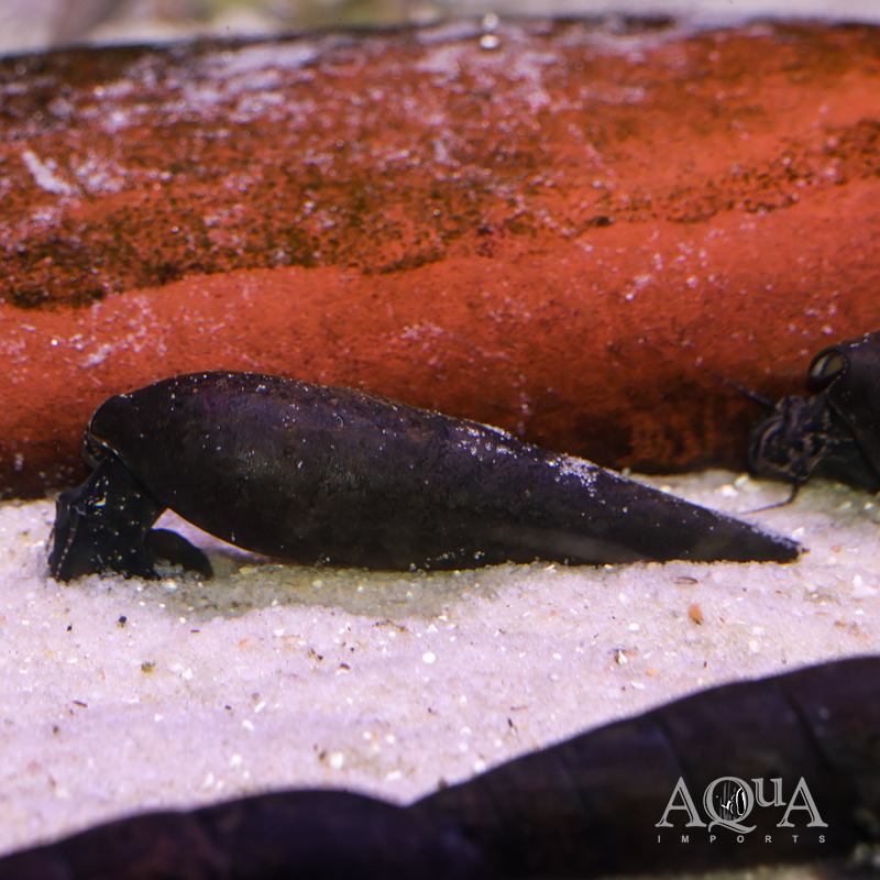 Black Devil Snail (Faunus ater)