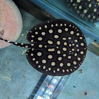 Black Diamond Stingray (Potamotrygon leopoldi)
