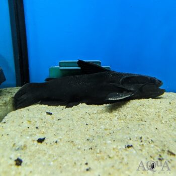Megamouth Driftwood Catfish (Trachycorystes trachycorystes)