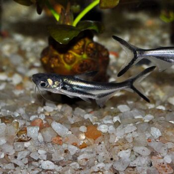 Black Ear Pangasius (Pangasius larnaudii)