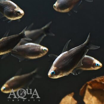Black Emperor Tetra (Nematobrycon palmeri 'black')