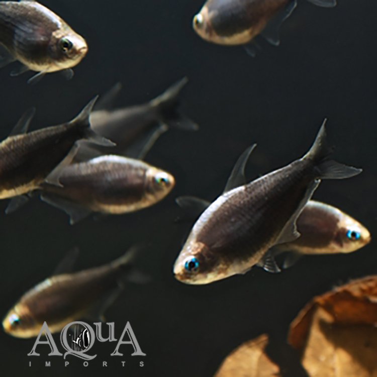 Black Emperor Tetra (Nematobrycon palmeri 'black')