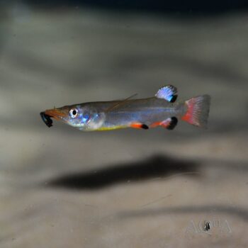 Black Fin Celebes Halfbeak (Nomorhamphus liemi)