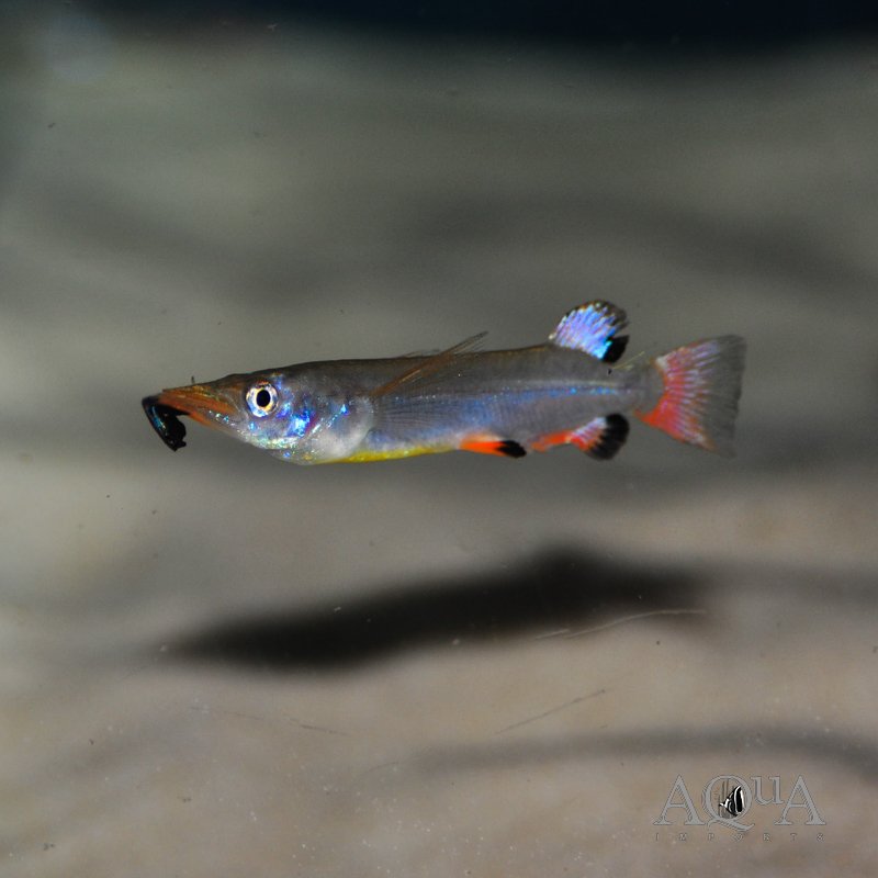 Black Fin Celebes Halfbeak (Nomorhamphus liemi)