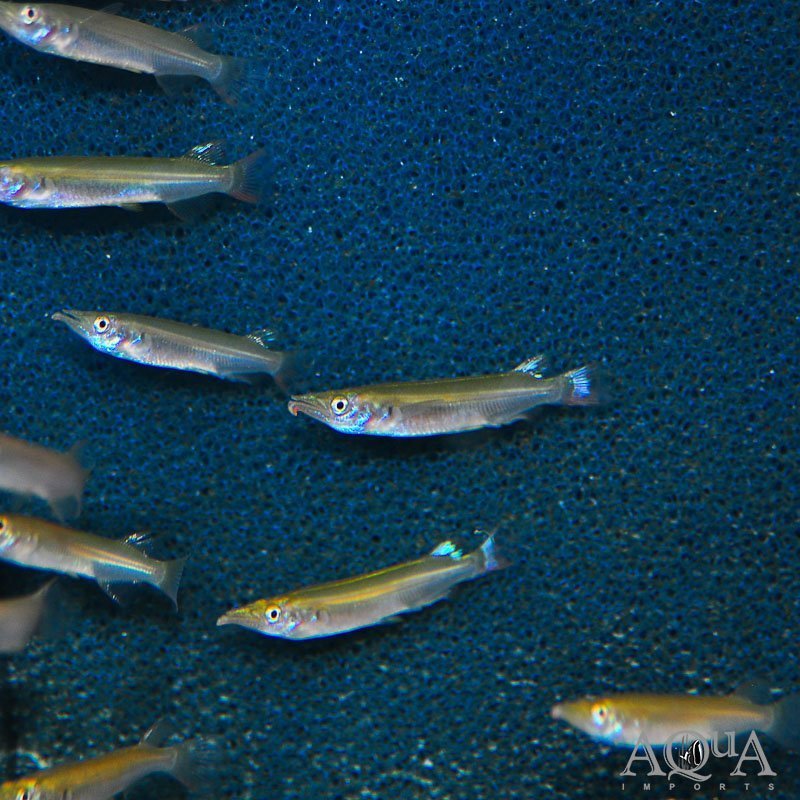 Black Fin Celebes Halfbeak (Nomorhamphus liemi)