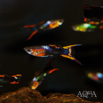 Black Flame Endler's Livebearer (Poecilia wingei)