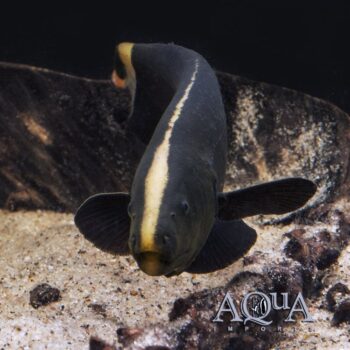 Black Ghost Knifefish (Apteronotus albifrons)