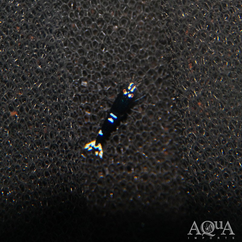 Black King Kong Shrimp (Caridina cf. cantonensis)