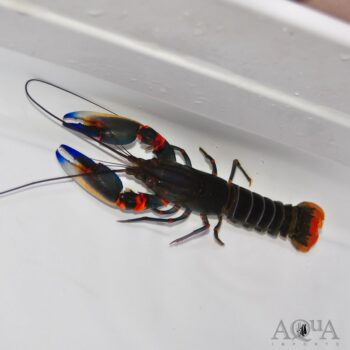 Black Kong Crayfish (Cherax alyciae)