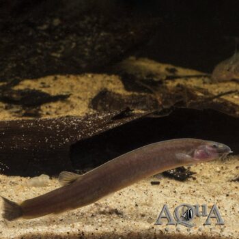 Black Kuhli Loach (Pangio oblongus)