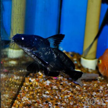 Black Lancer Catfish (Bagrichthys macracanthus)