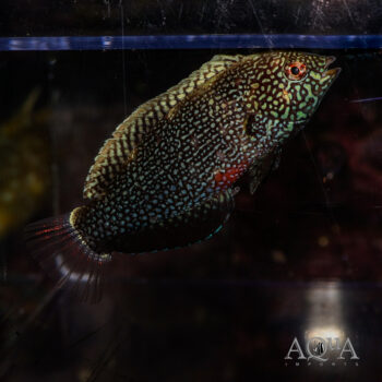 Black Leopard Wrasse (Macropharyngodon negrosensis)
