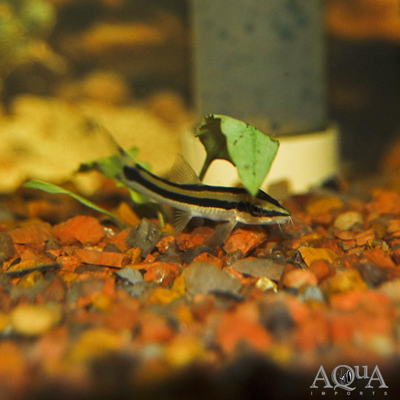 Black Lined Dwarf Loach (Ambastia nigrolineata)