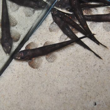 Black Lizard Loach (Balitoropsis cf. zollingeri)