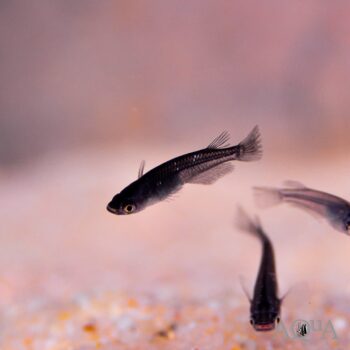 Black Medaka Ricefish (Oryzias latipes)