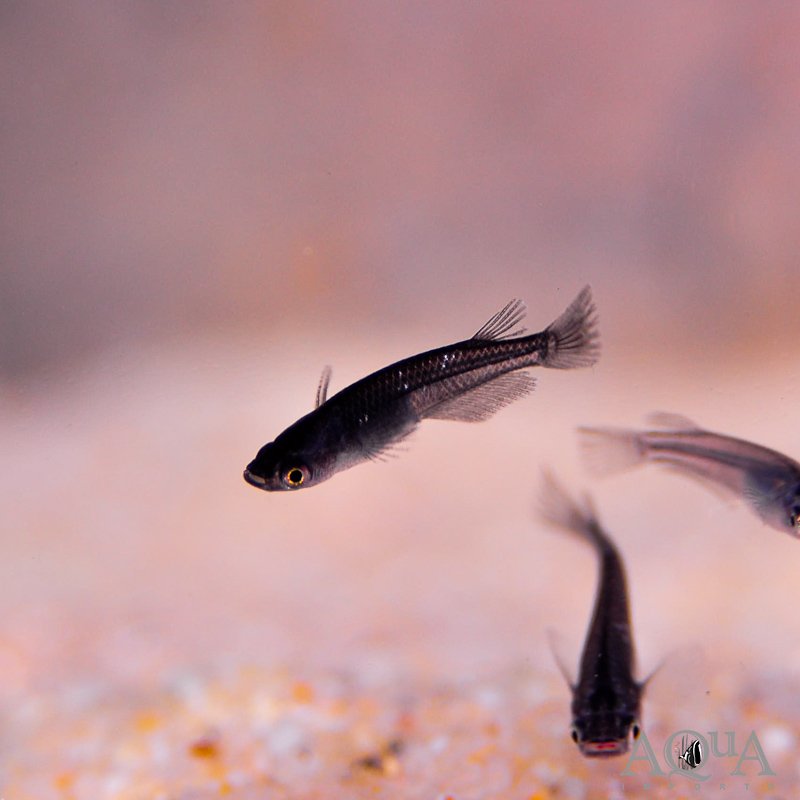 Black Medaka Ricefish (Oryzias latipes)