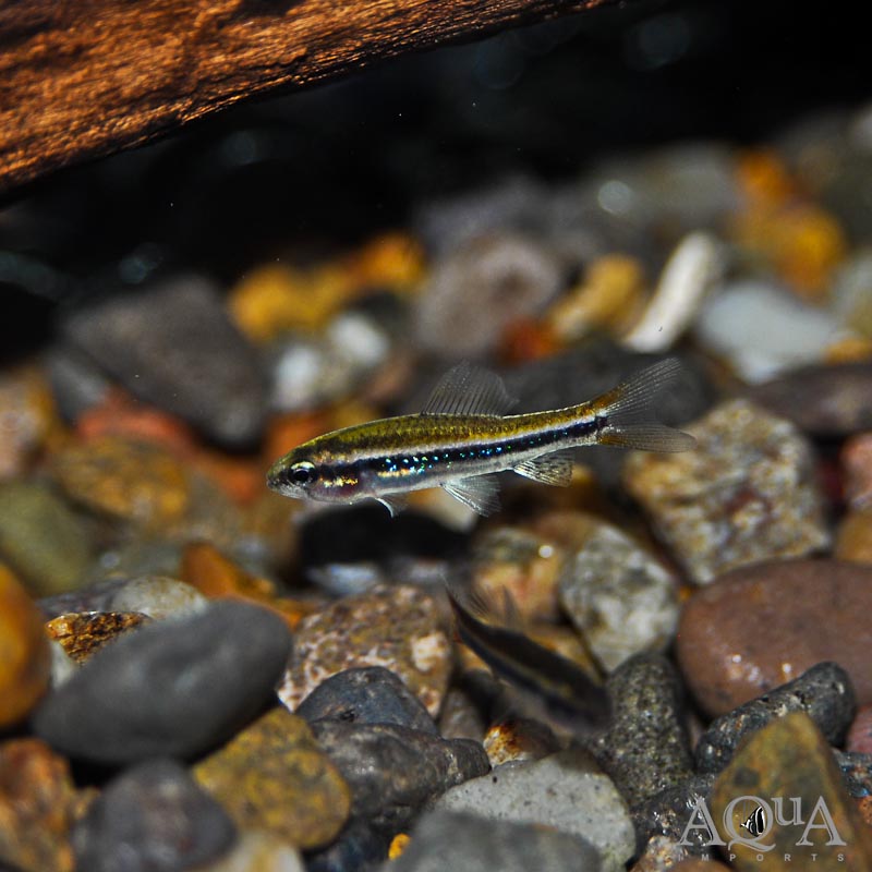 Black Morpho Tetra (Poecilocharax weitzmani)