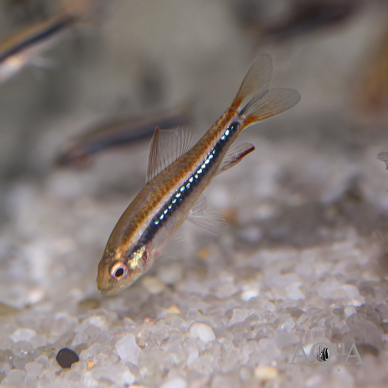 Black Morpho Tetra (Poecilocharax weitzmani)