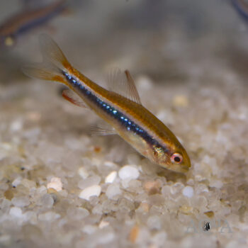 Black Morpho Tetra (Poecilocharax weitzmani)