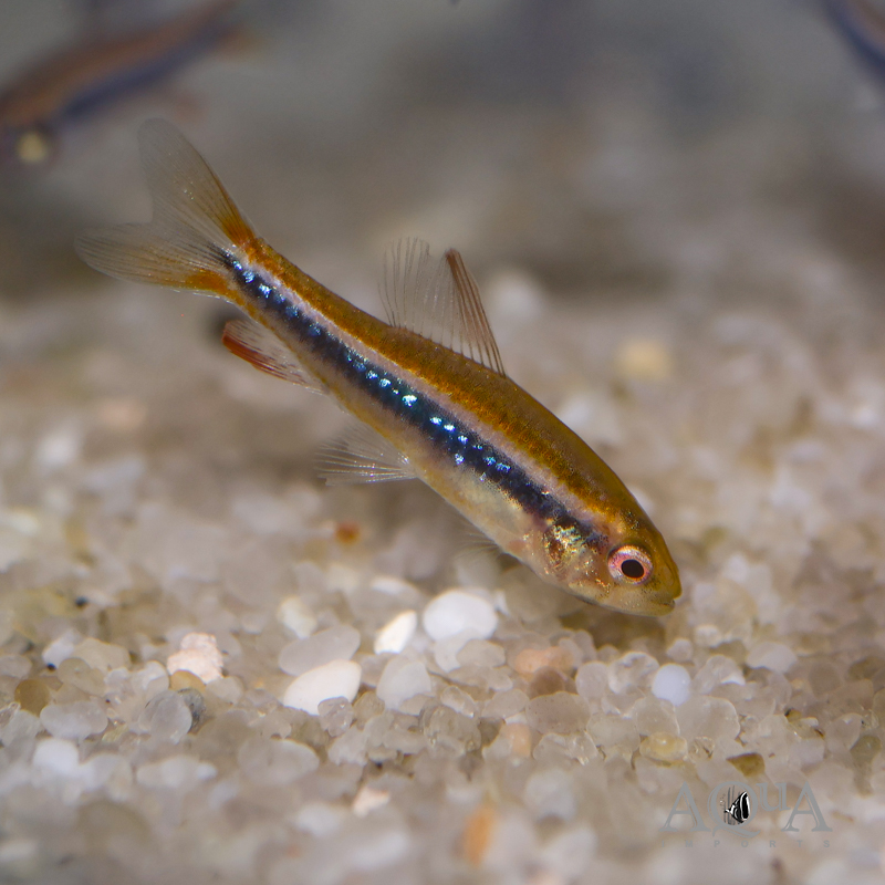 Black Morpho Tetra (Poecilocharax weitzmani)