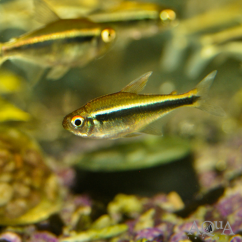 Black Neon Tetra (Hyphessobrycon herbertaxelrodi)