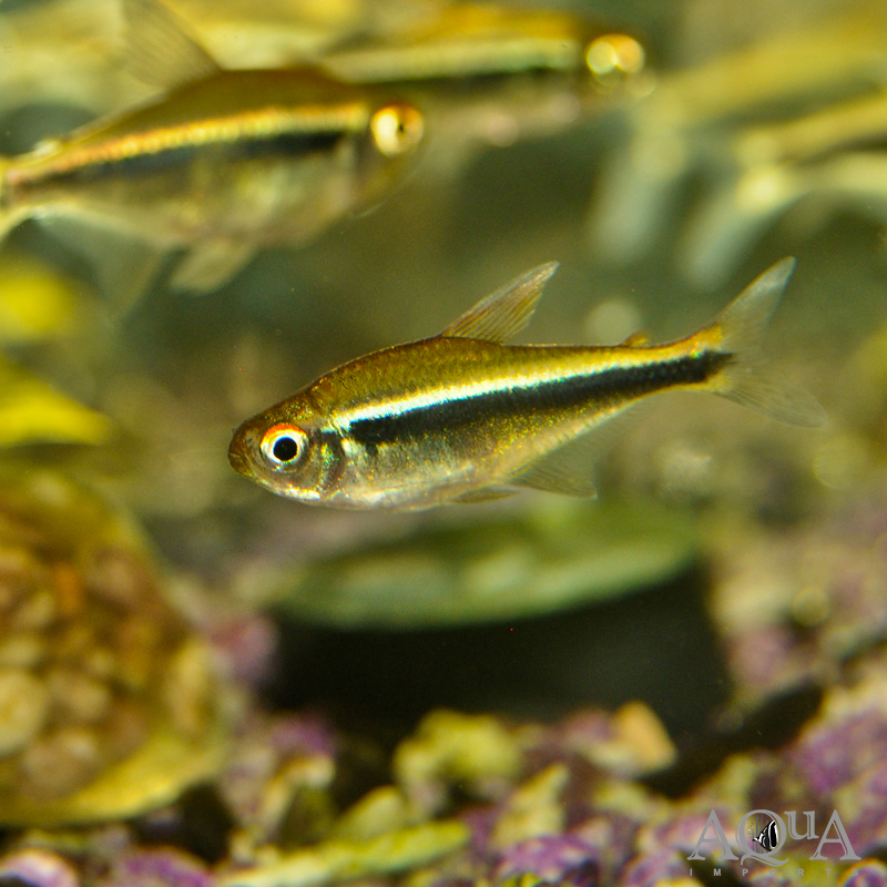 Black Neon Tetra (Hyphessobrycon herbertaxelrodi)