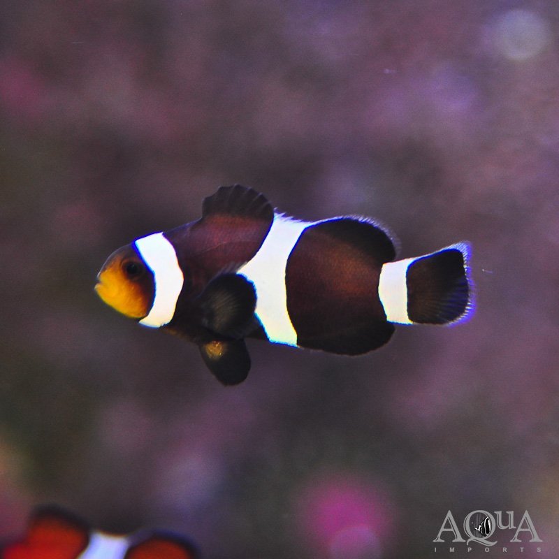 Black Ocellaris Clownfish (Amphiprion ocellaris)