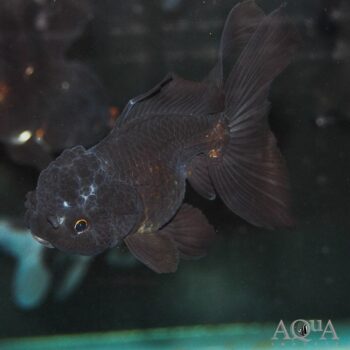 Black Oranda Goldfish (Carassius auratus)