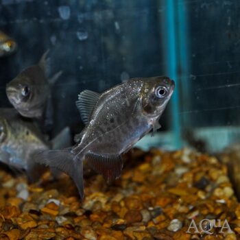 Black Pacu (Colossoma macropomum)