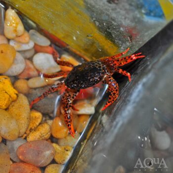 Panther Crab (Parathelphusa pantherina)