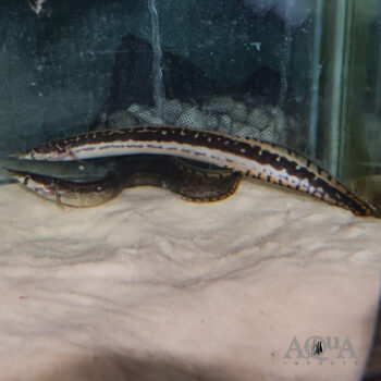 Black Pearl Spiny Eel, Mastacembelus notophthalmus