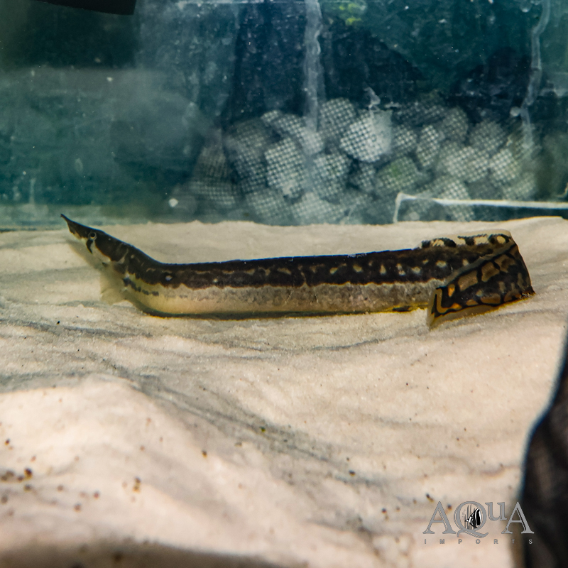 Black Pearl Spiny Eel, Mastacembelus notophthalmus