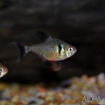 Black Phantom Tetra (Hyphessobrycon megaloptera)