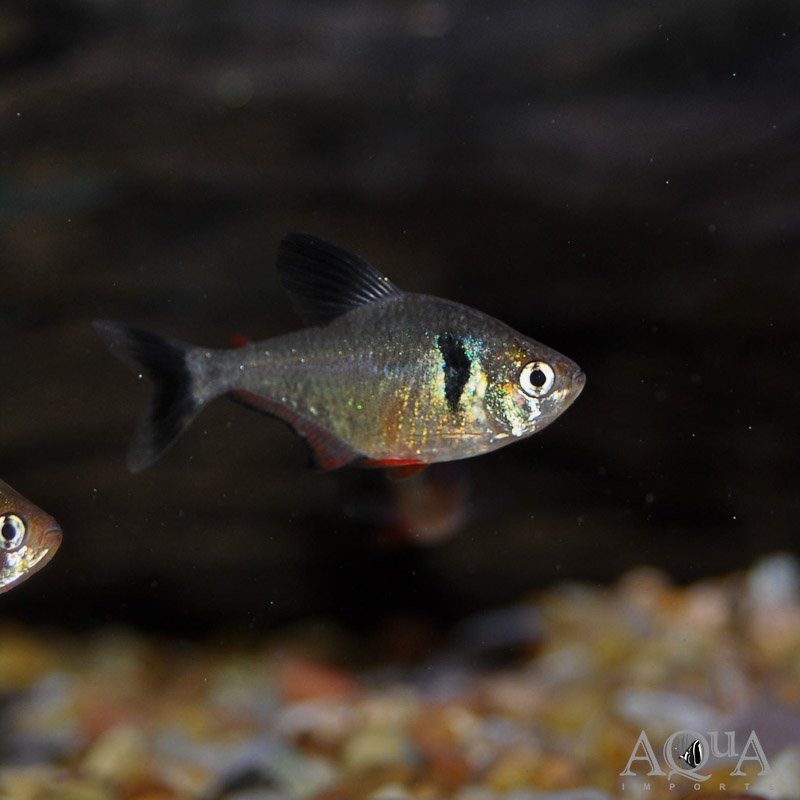 Black Phantom Tetra (Hyphessobrycon megaloptera)
