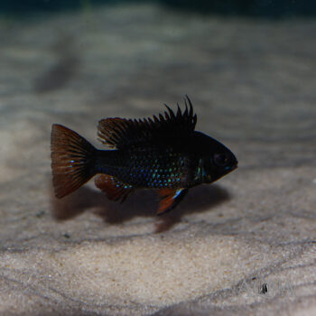 Black Ram (Mikrogeophagus ramirezi 'black')