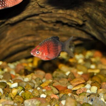 Black Ruby Barb (Pethia nigrofasciata)