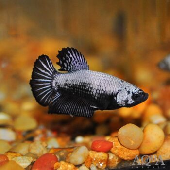 Black Samurai Betta (Betta splendens)