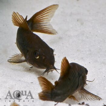 Black Schultzei Cory (Osteogaster schultzei)