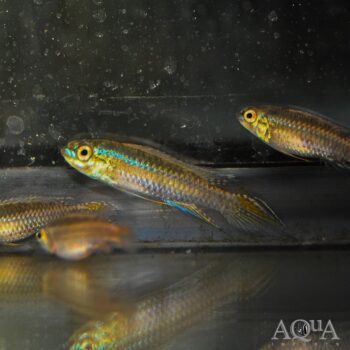 Black Stripe Dwarf Cichlid (Taeniacara candidi)