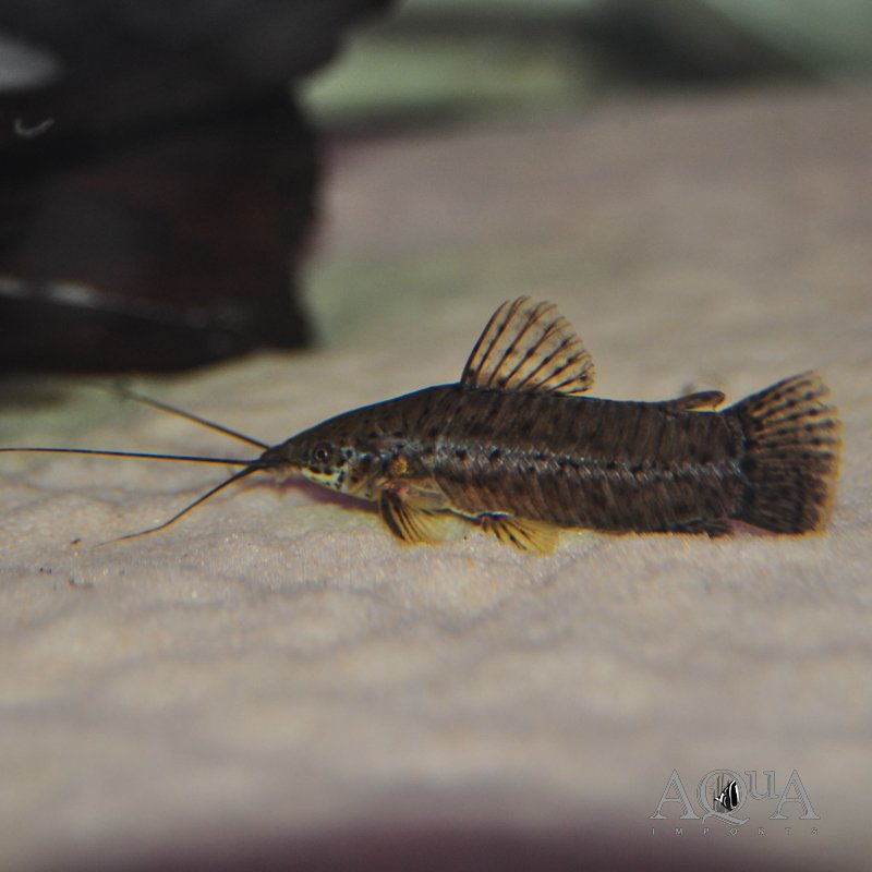 Black Tail Bar Hoplo Catfish (Megalechis picta)