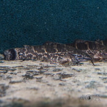 Black Tail Bar Hoplo Catfish (Megalechis picta)