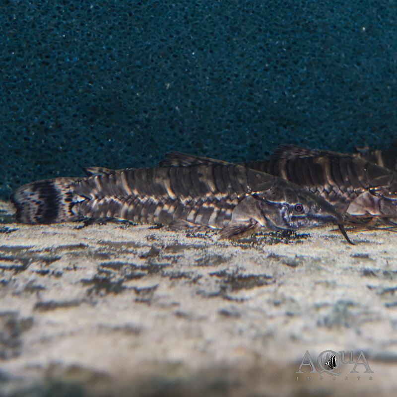Black Tail Bar Hoplo Catfish (Megalechis picta)