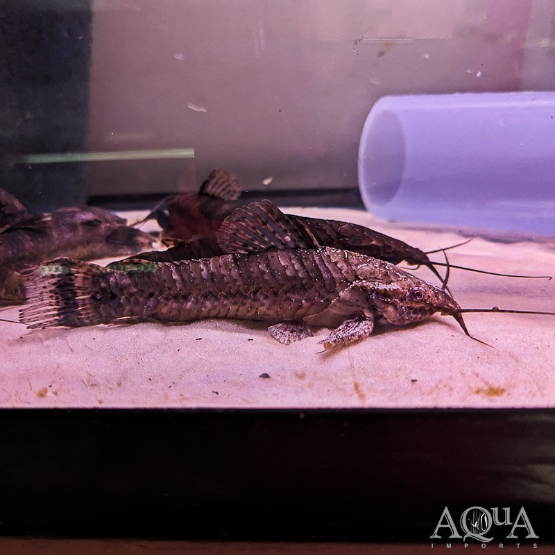 Black Tail Bar Hoplo Catfish (Megalechis picta)