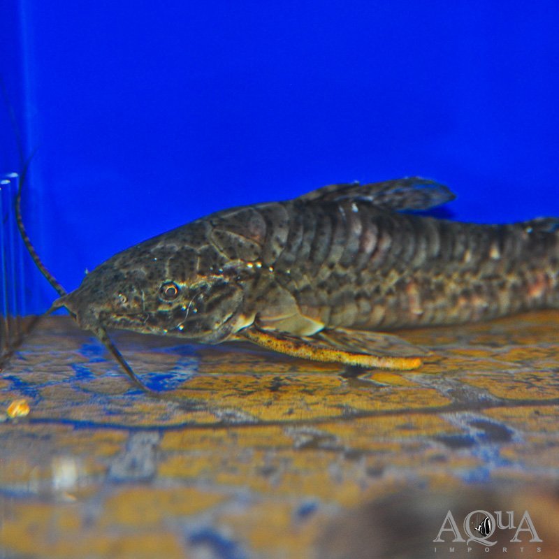 Black Tail Bar Hoplo Catfish (Megalechis picta)