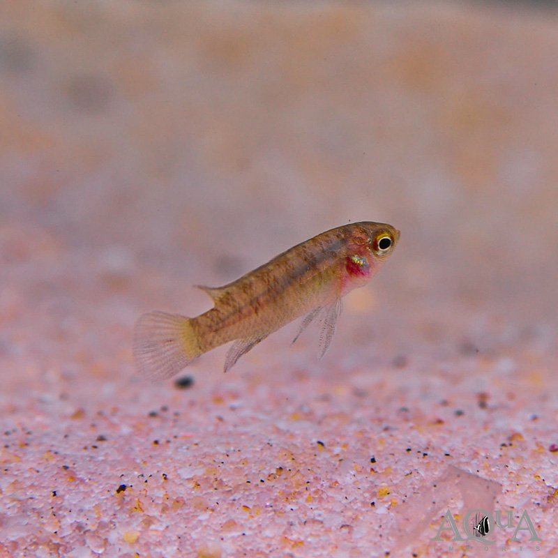 Black Tiger Badis (Dario sp. ‘Myanmar’)