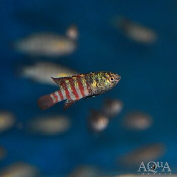 Black Tiger Badis (Dario sp. 'Myanmar')