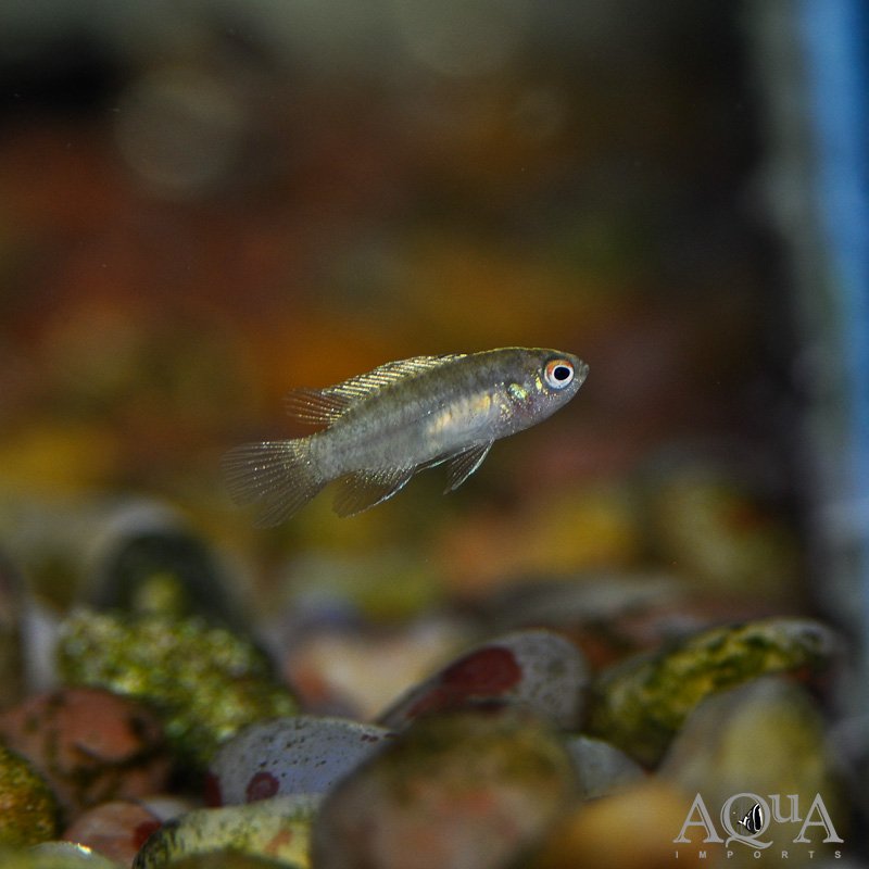 Black Tiger Badis (Dario sp. 'Myanmar') - Image 3